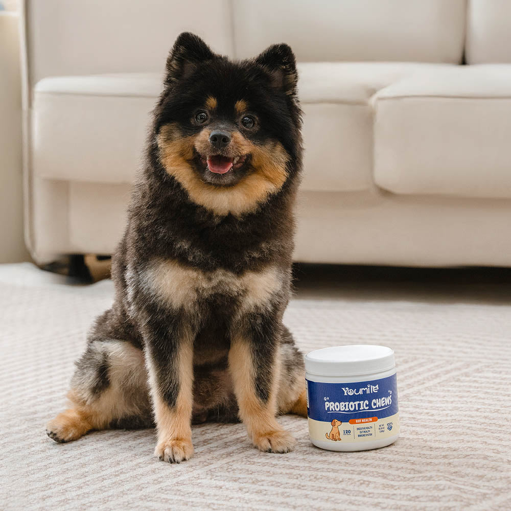 Probiotic Soft Chews for Dogs (120 Count) | Digestive Health & Immune Boost