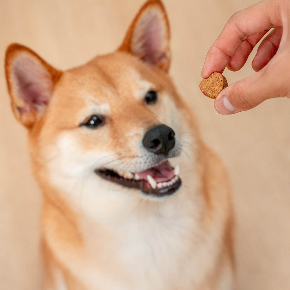 Probiotic Soft Chews for Dogs (120 Count) | Digestive Health & Immune Boost