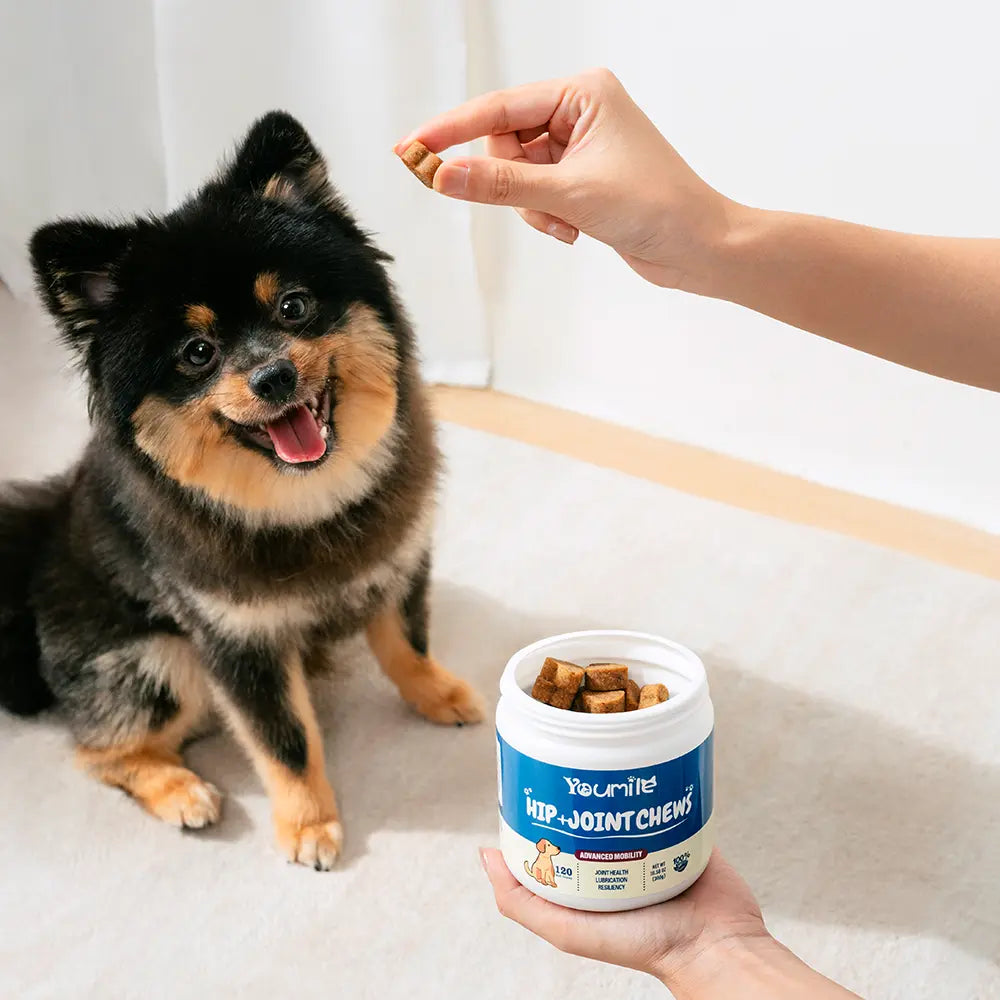 Hip & Joint Supplement Dog Chews (120 Count) | Mobility Support Supplement for Healthy Joints