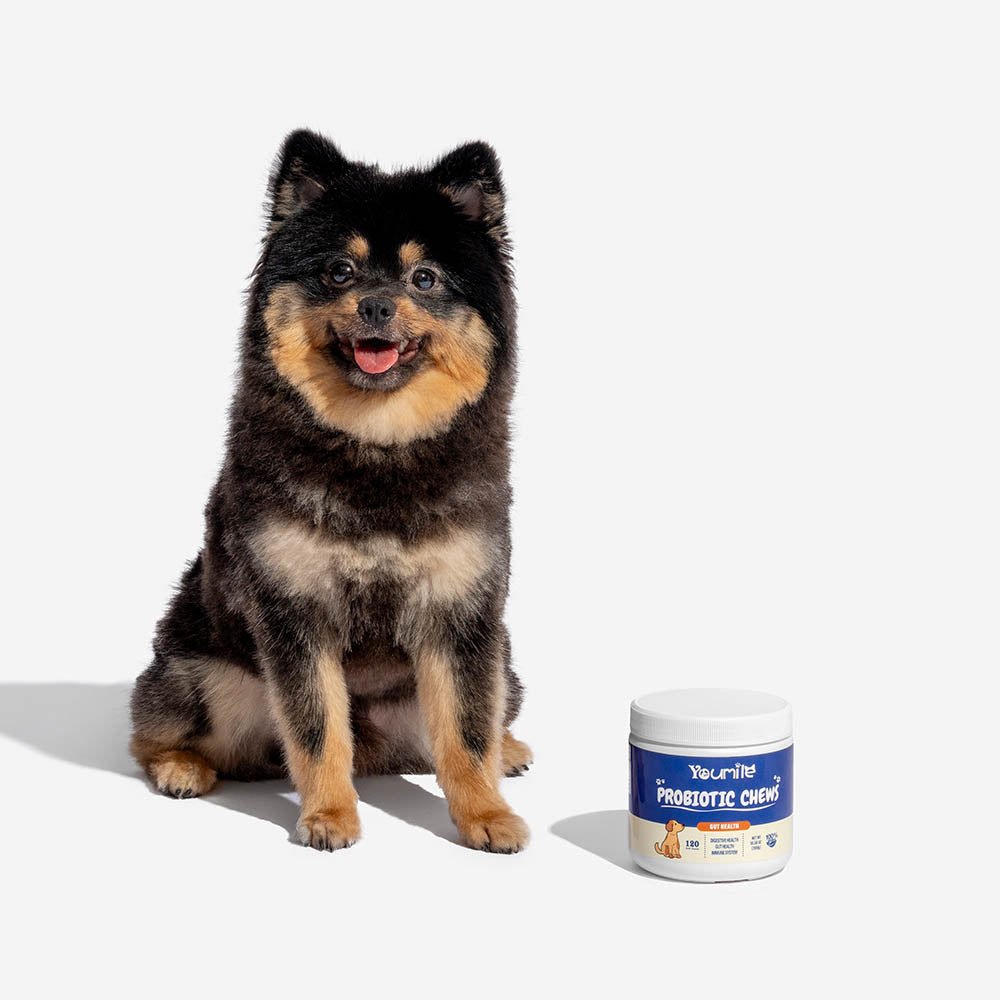 Probiotic Soft Chews for Dogs (120 Count) | Digestive Health & Immune Boost