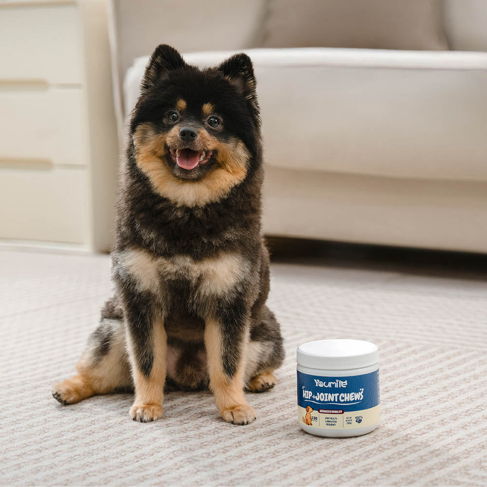 Hip & Joint Supplement Dog Chews (120 Count) | Mobility Support Supplement for Healthy Joints