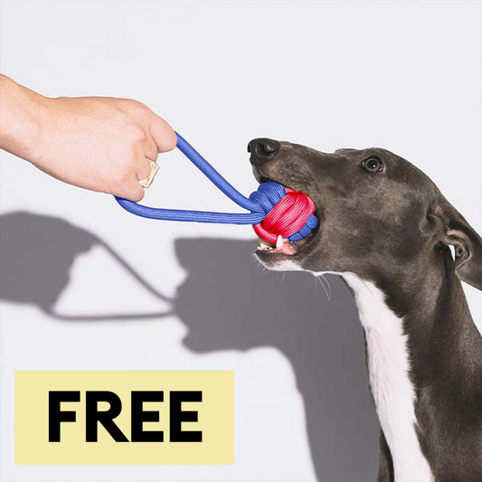 Knots Rope Tug Dog Toys - Color Clash