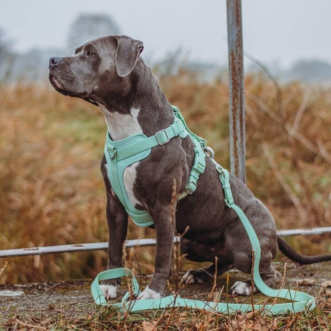 Gummy Walking Dog Harness